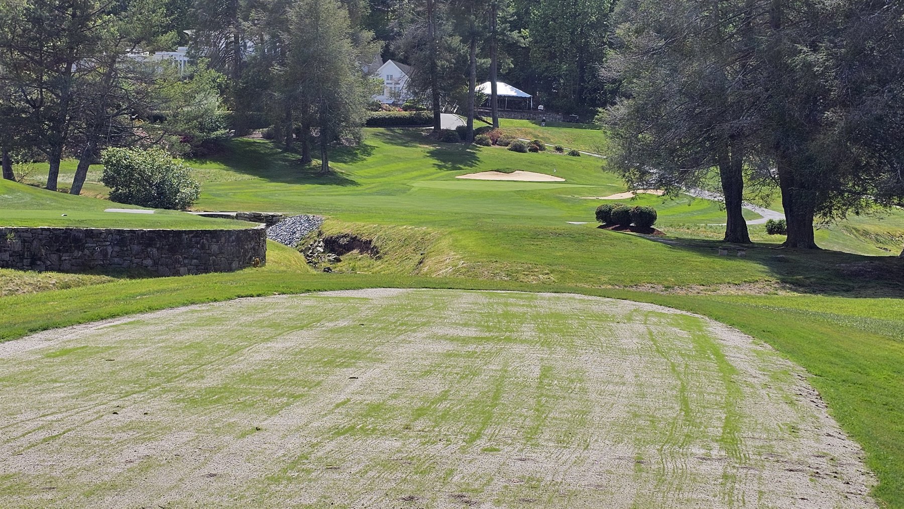View down the tee showing early bentgrass cover