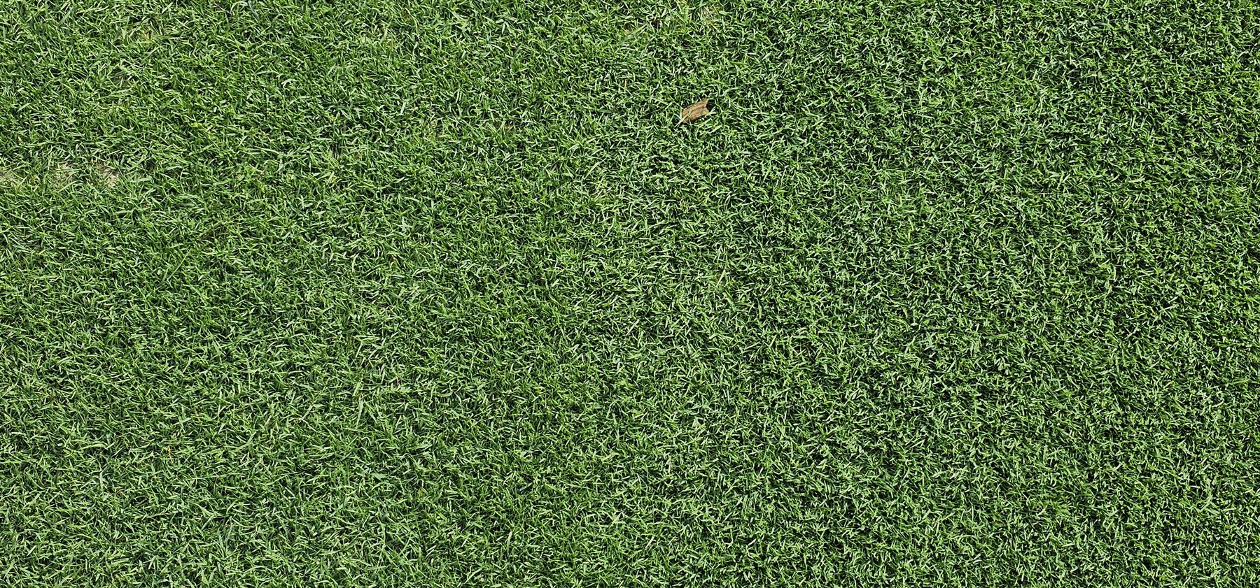 Close-up of dense bentgrass canopy on May 29, 2026