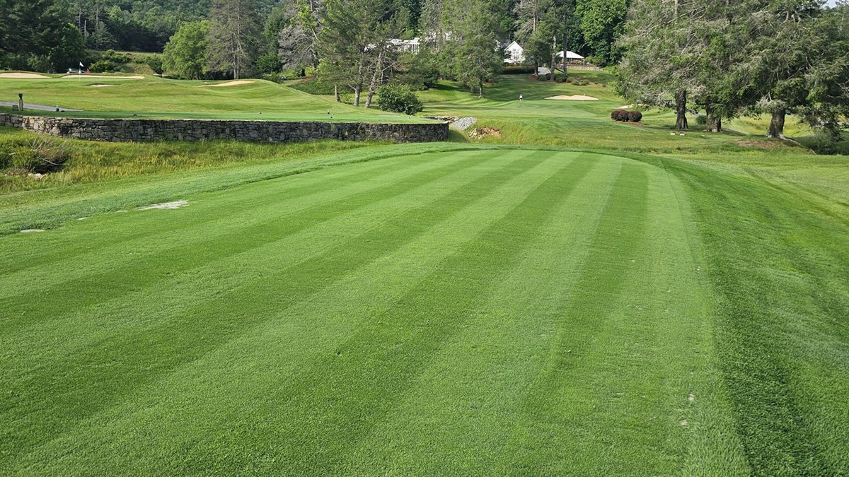 Finished 9 tee with striped bentgrass cover after grow-in.